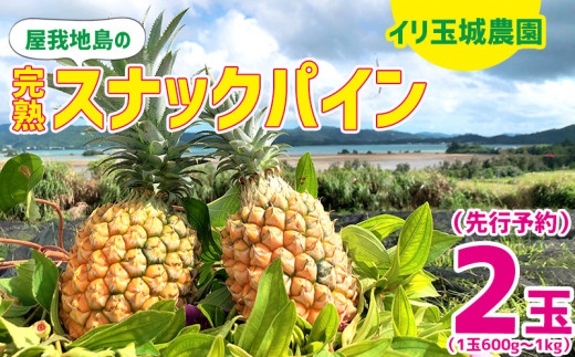 2024年【イリ玉城農園】屋我地島の完熟スナックパイン　2玉（1玉600g〜1kg） 先行予約 　沖縄　国産　パインアップル　ボゴール 809014 - 沖縄県名護市