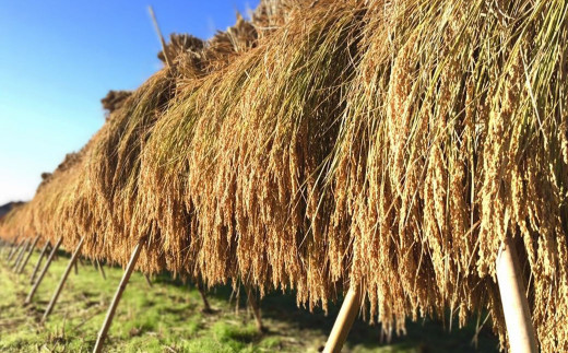 自然農法では、太陽の光と自然の風で乾燥させるので、お米にストレスがなく、お米本来の味を活かす事ができます。