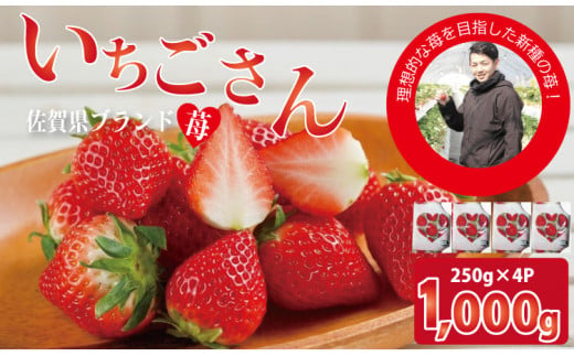 佐賀ブランド苺 いちごさん（250g×4P）なかはら農園  イチゴ 958975 - 佐賀県小城市
