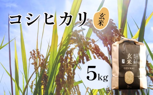 京都府綾部市のふるさと納税 【令和6年産】新米 減農薬コシヒカリ 玄米 5kg 【 米 コシヒカリ こしひかり 5キロ 玄米 こめ コメ お米 おこめ 農家直送 綾部 京都 】