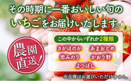 訳あり 数量限定 いちご食べ比べセット バラ詰め 合計800g以上