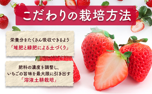 訳あり 数量限定 いちご食べ比べセット バラ詰め 合計800g以上