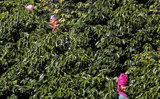 世界No.2の生産量を誇るベトナムコーヒーの農場で作業する女性たち。