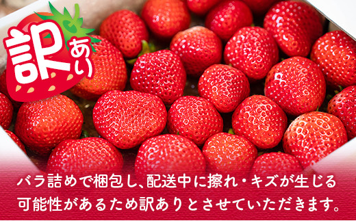 訳あり 数量限定 完熟 いちご さがほのか バラ詰め 計800g以上