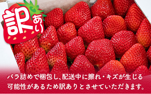 訳あり 数量限定 いちご食べ比べセット バラ詰め 合計800g以上