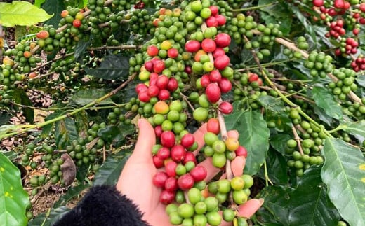 ベトナムコーヒーの中でも、たった５％しか生産されていない『アラビカ種』。