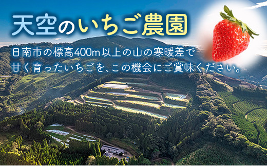 訳あり 数量限定 いちご食べ比べセット バラ詰め 合計800g以上