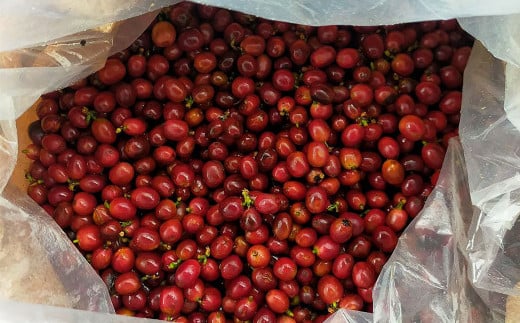 ベトナムにおけるコーヒーの評価会で81.59点の高評価を得たコーヒー豆。