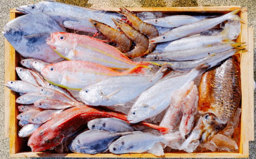 漁師の鮮魚箱（約4kg）(A890-2)