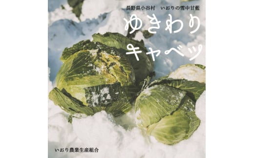【数量限定！】長野県小谷村いおり農業生産組合 雪中キャベツ1玉(2.5kg前後)
