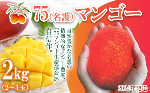 【75マンゴー生産部会】 75（名護）マンゴー　2kg 1202342 - 沖縄県名護市