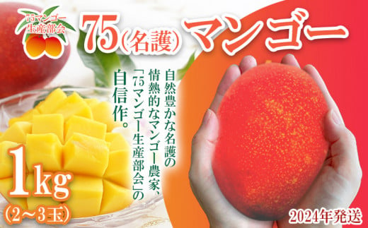 【75マンゴー生産部会】 75（名護）マンゴー　1kg 1202341 - 沖縄県名護市