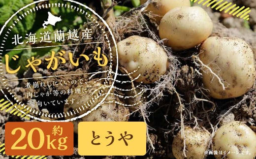 北海道 蘭越産 じゃがいも（とうや） 約20kg【2024年11月下旬～2025年4月上旬発送予定】