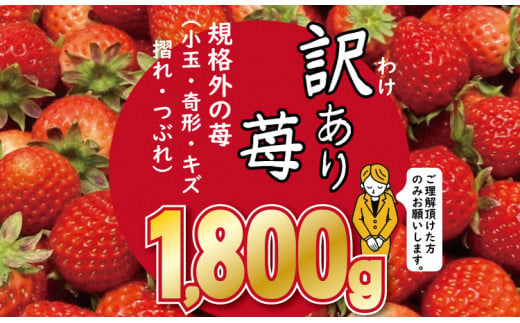 [先行予約受付中(2月から順次出荷)]訳あり苺(1.800g)ふるかわ農園 いちご 苺