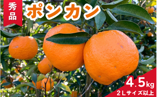 【期間限定・2025/2/10まで】ポンカン4.5kg / 和歌山県 ぽんかん フルーツ 果物 柑橘 田辺市【ike006】 1203541 - 和歌山県田辺市