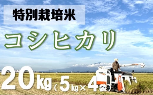 【令和5年産・精米】米蔵いいの特別栽培米コシヒカリ20kg（5kg×4袋）