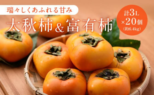 大人気の「柿２品種」食べ比べ！太秋柿（10月）富有柿（11月）計3L×20個（約6.4kg） 1204038 - 岐阜県大野町