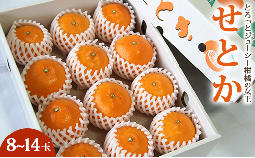 とろっとジューシー柑橘の女王 せとか - フルーツ 果物 デザート のし ku-0029 424307 - 高知県香南市
