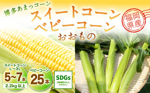 福岡県産 SDGs米糠堆肥で作ったメロンより甘い「博多あまっコーン(おおもの)」2.2kg以上 と ベビーコーン 25本のセット