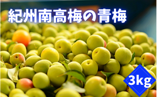 ＜先行予約＞紀州南高梅の青梅   3kg ※2025年6月上旬以降随時発送予定 / 和歌山 田辺市 紀州南高梅 南高梅 梅干し 梅干 梅 うめ 青梅 梅シロップ 梅酒【mnm008】 1240090 - 和歌山県田辺市