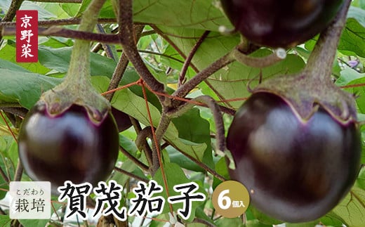 賀茂茄子 6個 1.5kg