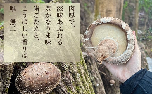 多良木町 槻木産 贈答用 大葉厚肉 乾燥椎茸