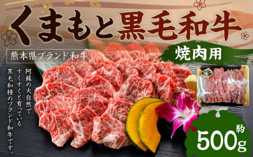 くまもと黒毛和牛 焼肉用 500g×1P 1194511 - 熊本県水俣市