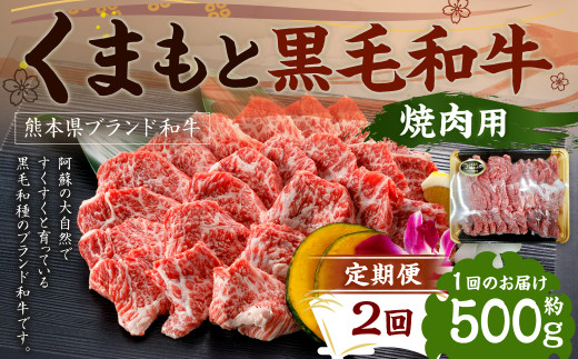 【定期便2回】 くまもと黒毛和牛 焼肉用 500g×1P 1194513 - 熊本県水俣市