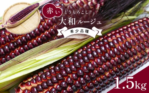 大和ルージュ 赤い とうもろこし 約 1.5kg ｜ 野菜 とうもろこし 熊本県 玉名市 くまもと たまな 1209624 - 熊本県玉名市