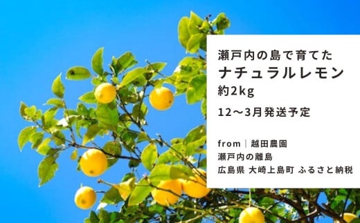 ｜予約｜12〜3月発送予定｜大崎上島産 越田農園のナチュラルレモン 約2kg