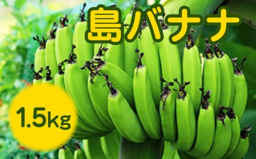 【先行予約】 まるとよ農産の島バナナ 1.