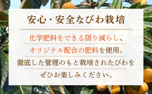 【5月中旬～6月中旬発送】長崎特産 露地びわ「茂木びわ」L玉 12個入り 長崎市/大将農園 [LCS065]