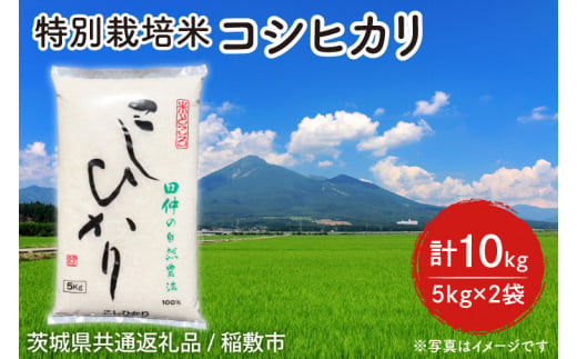 【先行予約】【6年度産新米】特別栽培米 田仲のコシヒカリ10kg(5kg×2袋)【米 おこめ こしひかり 農家直送 直送 茨城県】（茨城県共通返礼品/稲敷市）（HT-106） 1163427 - 茨城県水戸市