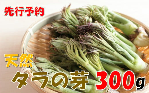 [先行予約・数量限定]天然タラの芽 300g