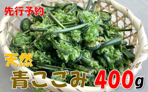 [先行予約・数量限定]天然青こごみ 400g