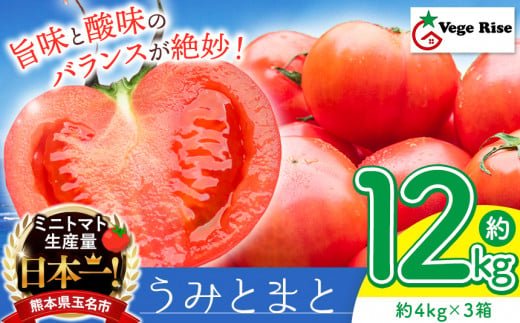玉名市産 トマト 「 うみとまと 」 12kg ｜ 大玉 トマト 野菜 新鮮 高糖度 熊本県 玉名市 くまもと たまな