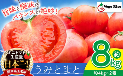 玉名市産 トマト 「 うみとまと 」 8kg ｜ 大玉 トマト 野菜 新鮮 高糖度 熊本県 玉名市 くまもと たまな