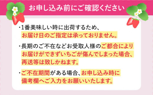 恋みのり 長崎県産 いちご 1kg（250g×4パック）フルーツ 果物 イチゴ
