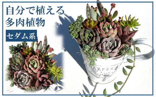 自分で植える多肉植物/セダム系苗※ピンセット付きAセット_1883R - 大分 ...