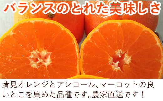 清見オレンジとアンコール、マーコットの良いとこを集めた品種です。