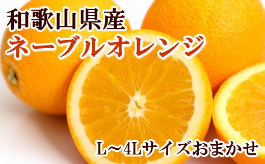 【濃厚】和歌山県産ネーブルオレンジ 15玉～27玉（L～4Lサイズ