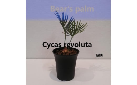 蘇鉄　Cycas revoluta_栃木県大田原市生産品_Bear‘s palm 1214356 - 栃木県大田原市