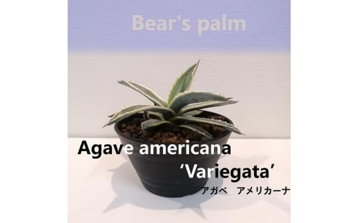 アガベアメリカーナ　Agave americana Variegata_栃木県大田原市生産品_Bear‘s palm 1214362 - 栃木県大田原市