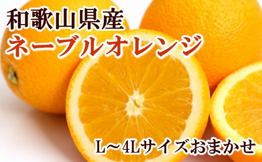【濃厚】和歌山県産ネーブルオレンジ 15玉～27玉（L～4Lサイズおまかせ） 764916 - 和歌山県串本町