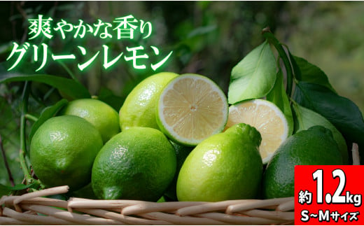 【高知県 大月町産】爽やかな香りの温室グリーンレモン　1.2kg 876398 - 高知県大月町