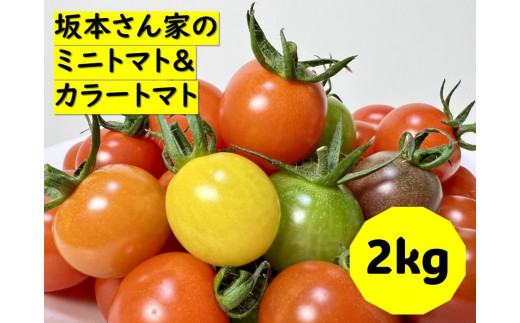 ミニトマト 2kg カラートマト 200g×10袋 食べくらべ  農園直送 完熟 愛媛 人気 伊予市｜B81 541985 - 愛媛県伊予市