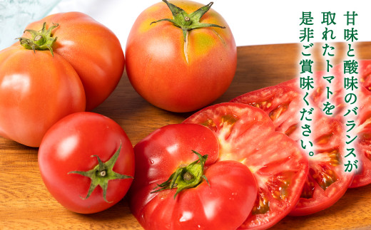 【訳あり】熊本県八代市産 規格外トマト 1.5kg トマト 野菜