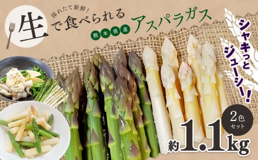 生で食べれる ‼ アスパラガス 2色 セット（ グリーン ・ ホワイト  ）約 1.1kg 新鮮 アスパラ 野菜 ソムリエ 健康 熊本県産