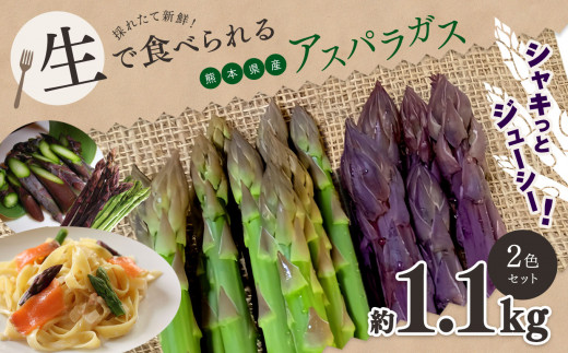 生で食べれる ‼ アスパラガス 2色 セット（ グリーン ・ パープル  ）約 1.1kg 新鮮 アスパラ 野菜 ソムリエ 健康 熊本県産