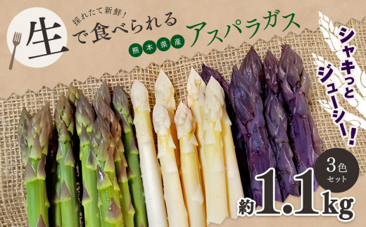 生で食べれる ‼ アスパラガス 3色 セット（ グリーン ・ホワイト ・ パープル  ）約 1.1kg 新鮮 アスパラ 野菜 ソムリエ 健康 熊本県産